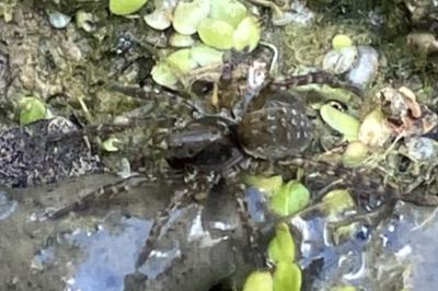 <i>Arctosa leopardus</i>