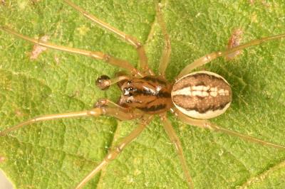 <i>Pachygnatha clercki</i>