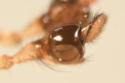 <i>Pachygnatha clercki</i>