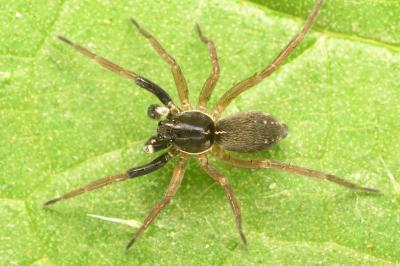 <i>Aulonia albimana</i>