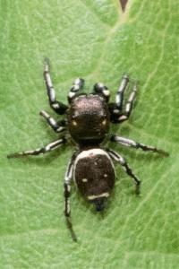 <i>Heliophanus</i>