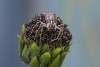 <i>Pisaura mirabilis</i>