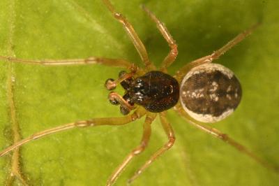 <i>Pachygnatha degeeri</i>