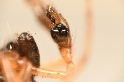 <i>Pachygnatha degeeri</i>