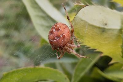 <i>Araneus diadematus</i>