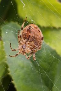 <i>Araneus diadematus</i>