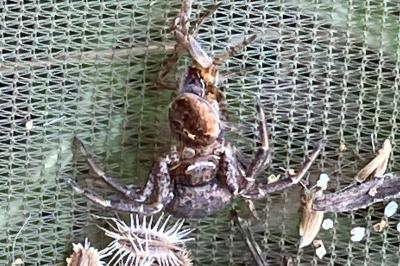<i>Xysticus</i>