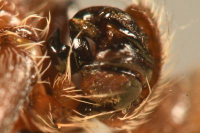 <i>Larinioides patagiatus</i>