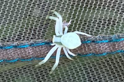 <i>Misumena vatia</i>