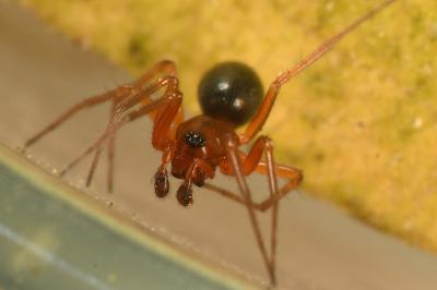 <i>Hylyphantes graminicola</i>