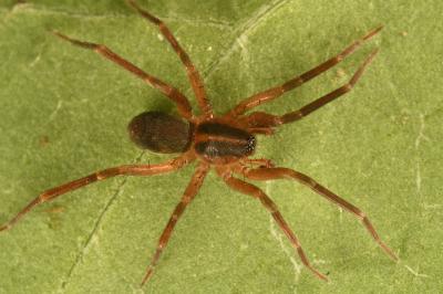 <i>Scotina celans</i>