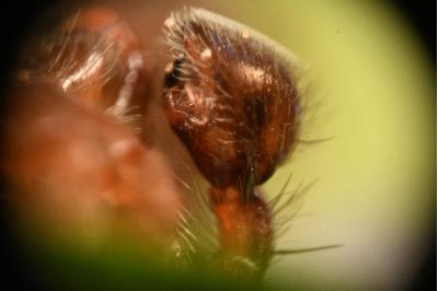<i>Scotina celans</i>