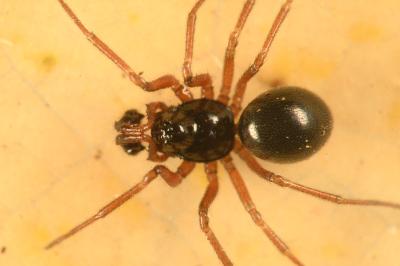 <i>Erigone atra</i>
