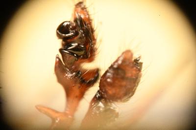 <i>Erigone atra</i>