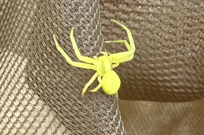 <i>Misumena vatia</i>