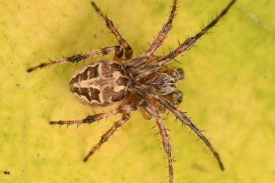 <i>Larinioides cornutus</i>