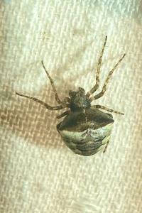 <i>Gibbaranea bituberculata</i>