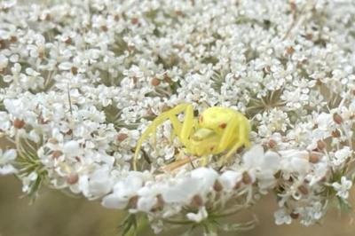 <i>Misumena vatia</i>