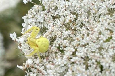 <i>Misumena vatia</i>