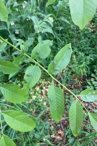 <i>Aceria erinea</i>