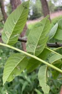 <i>Aceria erinea</i>