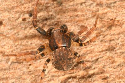<i>Ozyptila praticola</i>