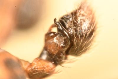 <i>Ozyptila praticola</i>