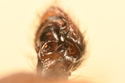 <i>Ozyptila praticola</i>