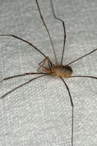 <i>Phalangium opilio</i>