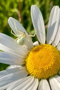 <i>Misumena vatia</i>