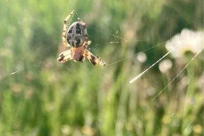 <i>Larinioides</i>