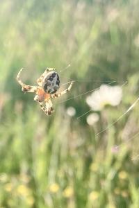 <i>Larinioides</i>
