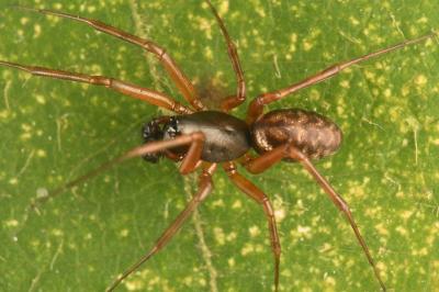 <i>Neriene clathrata</i>