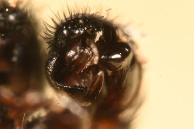 <i>Neriene clathrata</i>