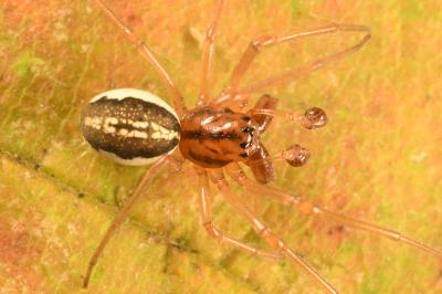 <i>Pachygnatha clercki</i>