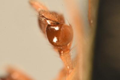 <i>Pachygnatha clercki</i>