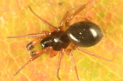 <i>Gnathonarium dentatum</i>