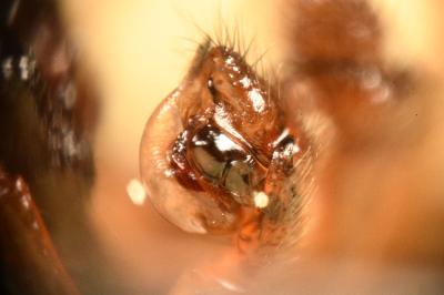<i>Gnathonarium dentatum</i>