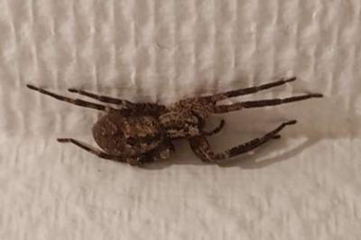 <i>Zoropsis spinimana</i>