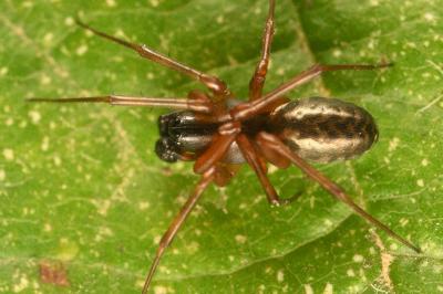 <i>Neriene clathrata</i>