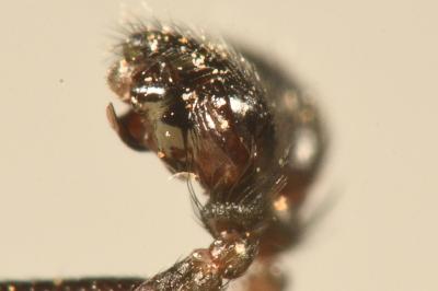 <i>Neriene clathrata</i>