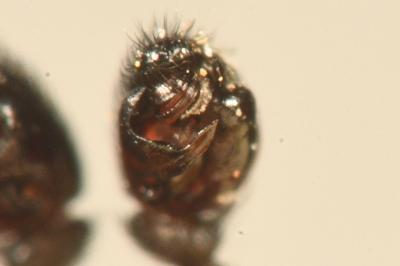 <i>Neriene clathrata</i>