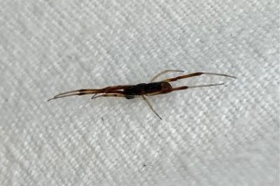 <i>Episinus truncatus</i>