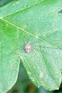 <i>Dicranopalpus ramosus</i>