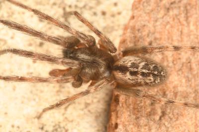 <i>Segestria bavarica</i>
