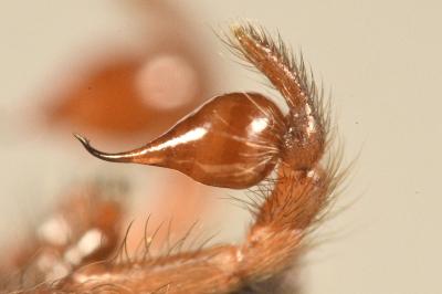 <i>Segestria bavarica</i>