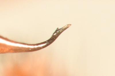 <i>Segestria bavarica</i>