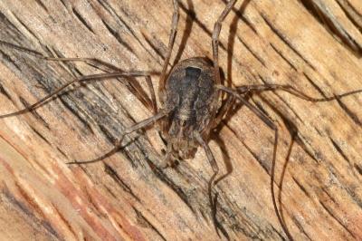 <i>Odiellus spinosus</i>