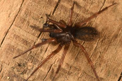 <i>Coelotes atropos</i>
