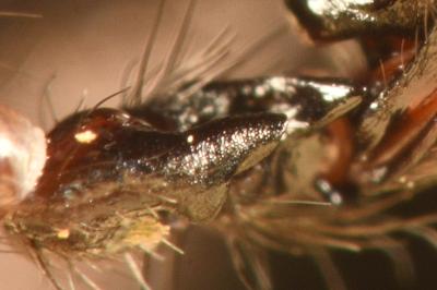 <i>Coelotes atropos</i>